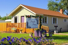 Lil’ Purple Pansy, Aberdeen,Idaho